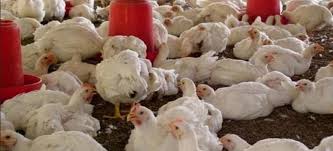 Anda sedang mencari harga ayam joper hari ini ? Harga Ayam Broiler Hari Ini Update Terbaru 2020