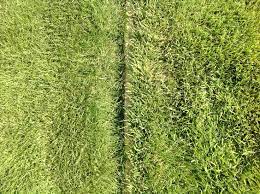 Turfgrass Sod Zoysia Bermuda Centipede Fescue Zoysia Grass Seed Sod Grass Grass Seed