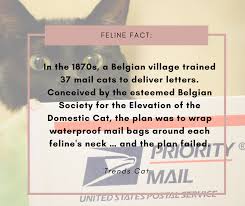 feline fact letters delivery by cat in belgian cat online cat lovers feline