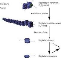 Insulin Degludec - an overview | ScienceDirect Topics