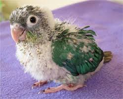 Birds That Start With B Pin By B Mary On Conure In 2020 Pet Birds Funny Birds Conure