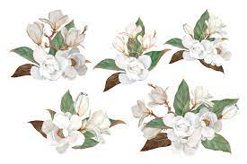 Download Magnolia Flower Watercolor Floral Clip Art By Marine Universe Thehungryjpeg Com