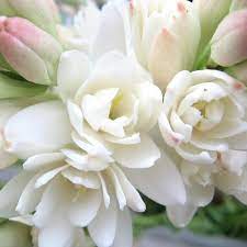 Tuberose Double Flower 1 Plant 6 To 10 Tall Etsy Easy To Grow Bulbs Flowers Flower Beauty