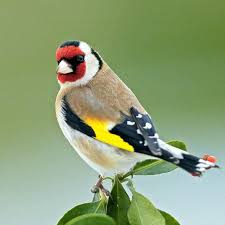 Chardonneret Elegant Est Une Espece De Passereaux De La Famille Des Fringillides Partiellement Migratrice Petite Oiseaux Exotiques Chardonneret Photo Oiseau