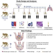 Check spelling or type a new query. Baricitinib Treatment Resolves Lower Airway Macrophage Inflammation And Neutrophil Recruitment In Sars Cov 2 Infected Rhesus Macaques Sciencedirect
