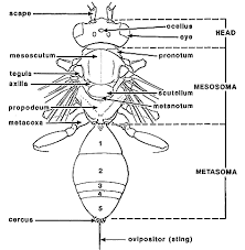 Parasitaire hymenoptera gekweekt uit mijnen van phyllonorycter soorten (hymenoptera; Guepe Africaine Hymenoptera Apocrita Thpanorama Deviens Mieux Maintenant