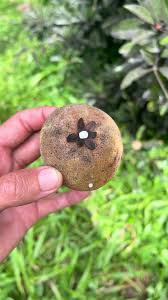 Image result for Manilkara sansibarensis