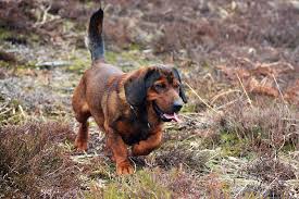 Image result for alpský brakýř jezevčíkovitý