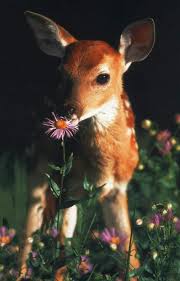 Epingle Par Amanda Abstract Sur Animals Animaux Photo Animaux Creatures Mignonnes