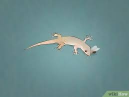The next remedy that can get rid of lizards on the porch is homemade pepper spray. How To Chase Lizards Out Of Your House 13 Steps With Pictures