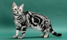 American Shorthair - Wikipedia