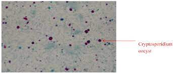 This is a living thing (organism) that lives in, or on, another organism. Molecules Free Full Text Comparative Diagnostic Techniques For Cryptosporidium Infection