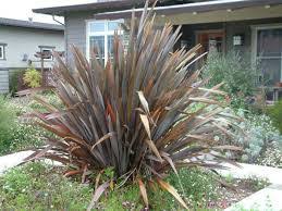 Image result for Phormium