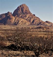 Image result for Cyphostemma montanum