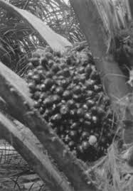 There have been plenty of complaints about human rights and. A Brief History Of The Oil Palm Sciencedirect