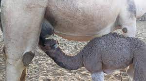 Camel milk for cancer cure: Baby Camel Drinking Milk And Mama Defecating 13 02 2019 Youtube