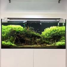 Cleaning My Favorite Medium Planted Tank Video Freshwater Aquarium Plants Aquarium Fish Tank