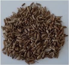 Image result for Foeniculum vulgare