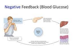 Negative Feedback Definition Anatomy Anatomy Drawing Diagram
