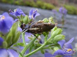 Image result for Pouchetia baumanniana