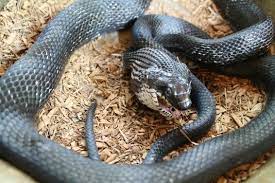 Pin By Bubba On Awesome Snakes Snake Chicken Eggs Chickens
