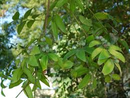 Image result for Nageia nagi