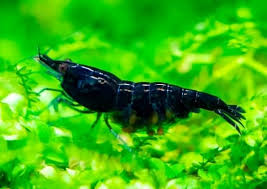 12 freshwater shrimp species or colors - all perfect for a small aquarium.  Plus 27 images. - Freshwater Planted Aquariums