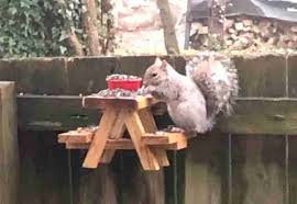 Guy Builds An Adorably Tiny Picnic Table For Squirrels In His Yard In 2020 Picnic Table Squirrel Picnic