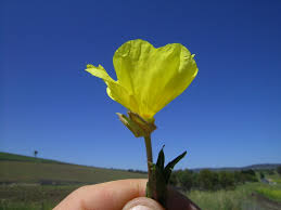 Image result for Oenothera stricta