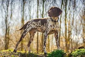 Please understand there may be approved adopters already going. German Shorthaired Pointer Puppies Everything You Need To Know