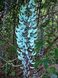 Maybe you would like to learn more about one of these? A Jade Flower Lei Made In Haiku Maui Hawaii Climbing Indoor Plants Hawaiian Plants Plants