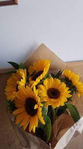 Girasoles Hermosos Sunflower Pictures Beautiful Flowers Flower Aesthetic
