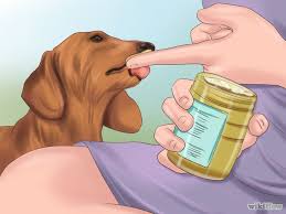 Que Faut Il Donner A Votre Chien Voici Les Meilleurs Aliments A La Fois Sains Et Inoffensifs A Lui Donner Dog Breath Pets Your Dog