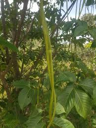 Image result for Holarrhena floribunda