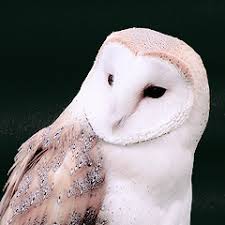 Icons Owl Icons Like Or Reblog If Saving This is going to be a free icon for everyone to use instead!!