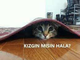 komedi com adli kullanicinin hayvanlar panosundaki pin hayvanlar hayvan kedi