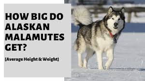 The alaskan malamute is a member of the working group and was first registered by the akc (american kennel club) in 1935. How Big Do Alaskan Malamutes Get Average Height Weight