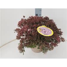 Maybe you would like to learn more about one of these? Sedum Sunsparkler Jade Tuffet Pot 19 Se Sjt193501 Floraxchange