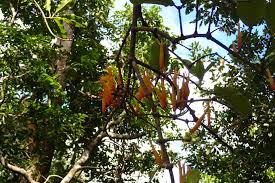 Image result for Dictyophleba