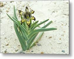Image result for Ferraria