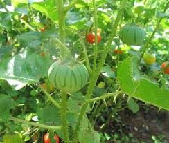 Image result for Solanum richardii