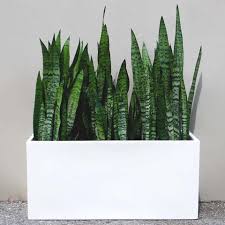 Check spelling or type a new query. Root And Stock Belmont Rectangle Planter Box White