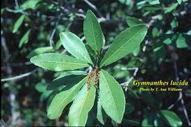 Image result for Dictyophleba lucida