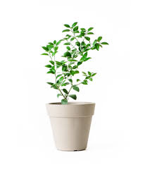 They take 3 days to become harvestable and when harvested, it gives 12 xp. Dwarf Key Lime Tree For Sale Online Citrus Com