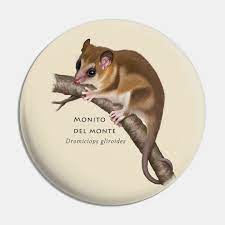 The monito del monte or colocolo opossum, dromiciops gliroides, also called chumaihuén in mapudungun, is a diminutive marsupial native only to southwestern south america (argentina and chile). Colocolo Opossum Opossum Lover Pin Teepublic Au