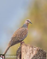 Black Bird With White Spots On Wings Regran Ed From Bhaveshnr Spotted Doves Spilopelia Chinensis Are Mostly Light Brown Above With Darker Centres To The Feathers Of The Pet Birds Doves Bird