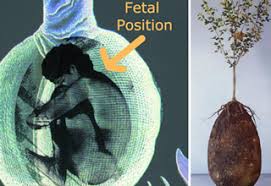 You'll find a tree type that makes the most sense when you answer the questions for those two criteria. Burial Pods Turn You Into A Tree After Death Gallery