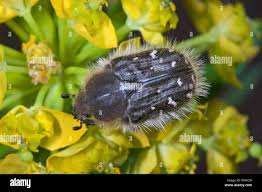 Image result for Tropinota hirta