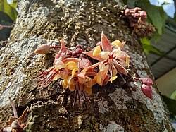 Image result for Malvaceae subfamily Grewioideae