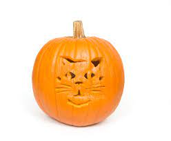 We did not find results for: 1 297 Cat Face Pumpkin Photos Free Royalty Free Stock Photos From Dreamstime